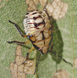 Photograph of spined soldier bug older nymph.